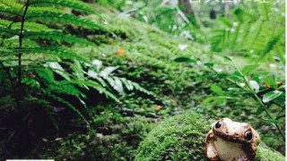 祇王寺の苔の楽園、蛙の置物を連れて