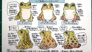 日本のカエル図鑑展